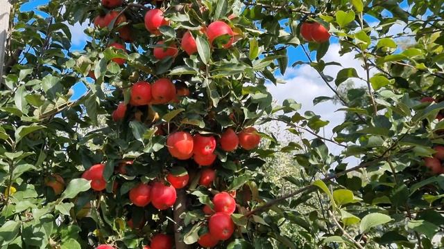 Яблоня Гала Маст смотреть онлайн