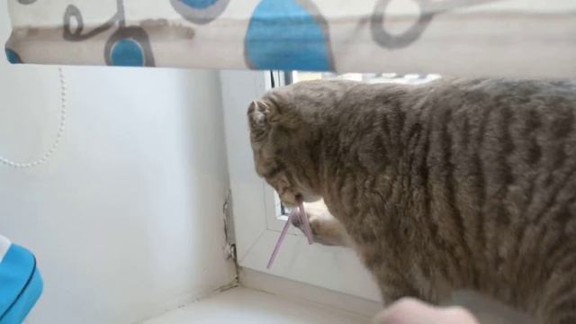 Кот и трубочка смотреть онлайн