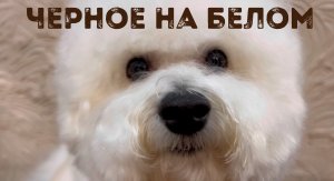 Пигментация у бишонов, цвет носа и глаз по стандарту породы у бишон фризе.