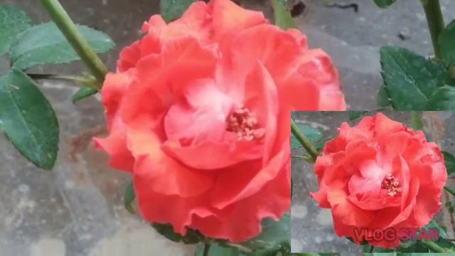 Beautiful Orange colour Rose flower🌹☘️ смотреть онлайн