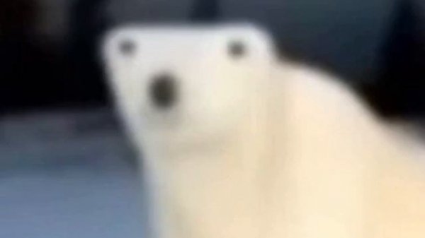 funny song (without lyrics) about a russian polar bear meme from november 2026 idk