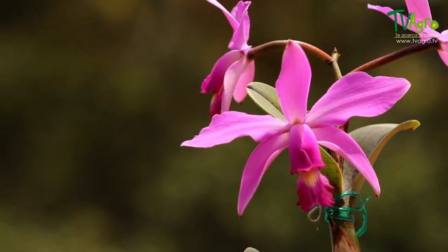 Características de las Orquídeas en Colombia - TvAgro por Juan Gonzalo Angel смотреть онлайн
