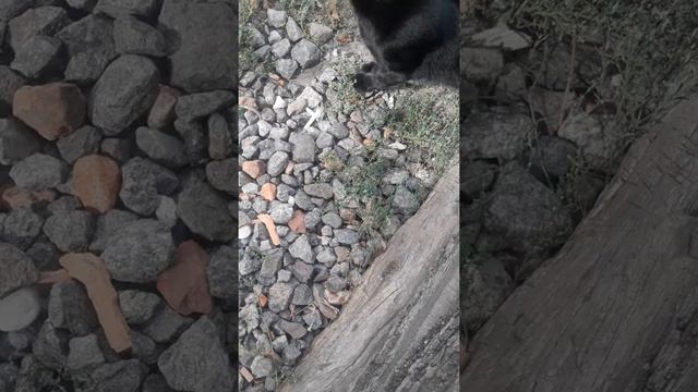 Я королевчик друг Маркуса 🐱🐈 🐺🦄🐎🦌🦌🦄🦄🦄🐮🐮🐮🐮🐮я нешка смотреть онлайн