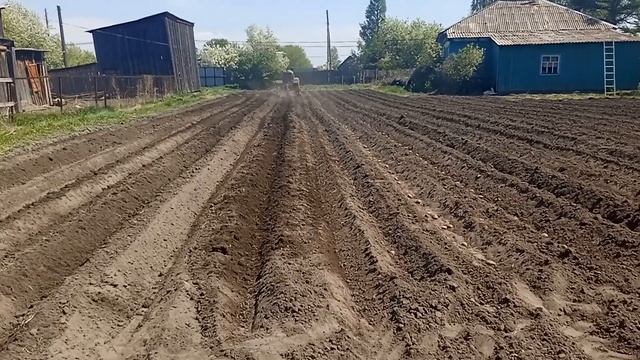 Посадка картошки под окучник. Самый быстрый способ