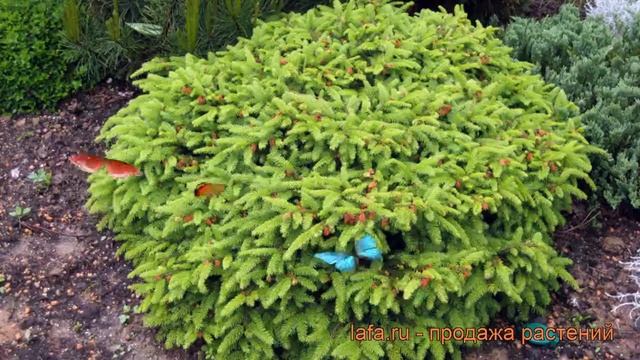 Ель обыкновенная Нидиформис (picea abies nidiformis) ? обзор: как сажать, саженцы ели Нидиформис смотреть онлайн