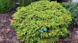 Ель обыкновенная Нидиформис (picea abies nidiformis) ? обзор: как сажать, саженцы ели Нидиформис