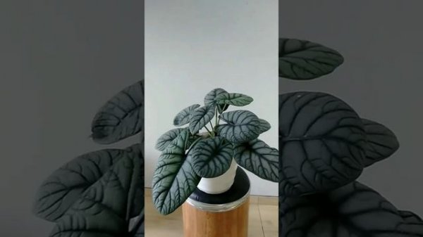 Alocasia Dragon Moon