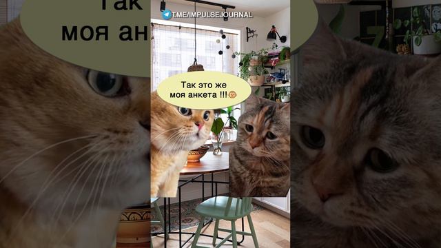 Знакомства на сайте #мыкотики #разговор #анекдот #шутки #котики #юмор #смешное #прикольно #мемы #cat смотреть онлайн