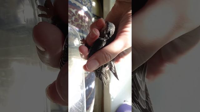 ВЫПАЛ ИЗ ГНЕЗДА?#ПТЕНЕЦ #СТРИЖА!❤#Помощь #животным #птицы?#Домашний #приют?#стрижи #спасение смотреть онлайн