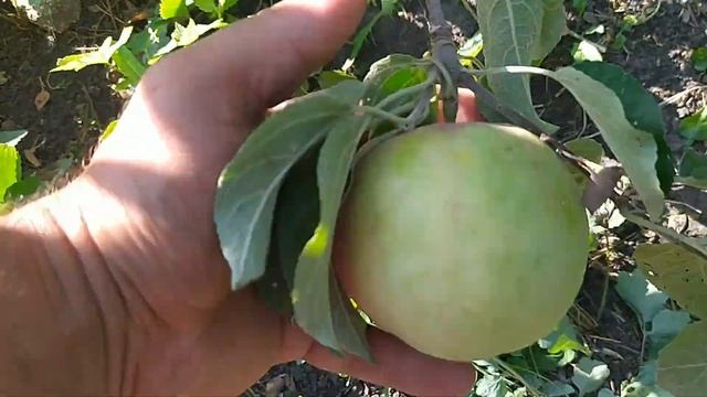 Вильямс Прайд в Самарской области смотреть онлайн