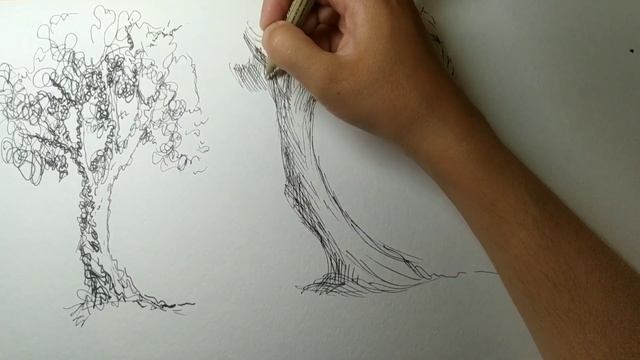 Пленэр 1 класс Линейная зарисовка дерева смотреть онлайн