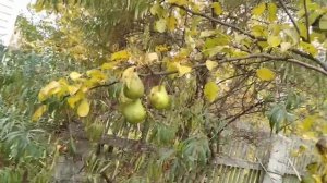 ☼Груша Любимица Яковлева.