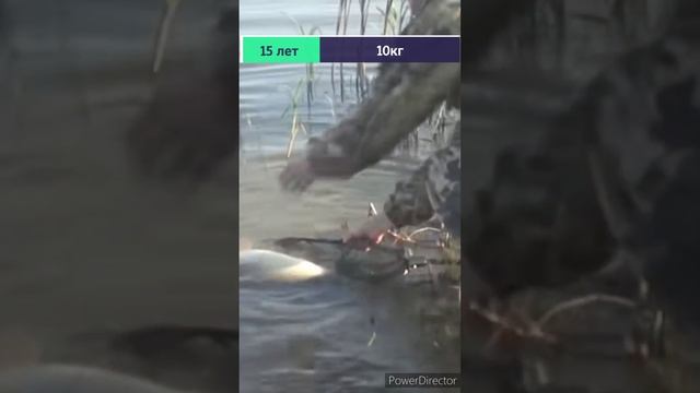 Возраст и Вес Сазана. смотреть онлайн