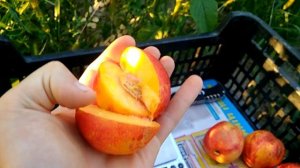 Нектарин Фентези