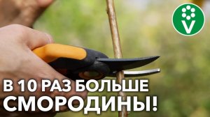 ВСЕ ЧЕРЕНКИ СМОРОДИНЫ БЫСТРО И ЛЕГКО УКОРЕНЯТСЯ, если нарезать и высаживать их ТАК!