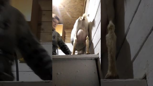 Обрезаем копыта смотреть онлайн