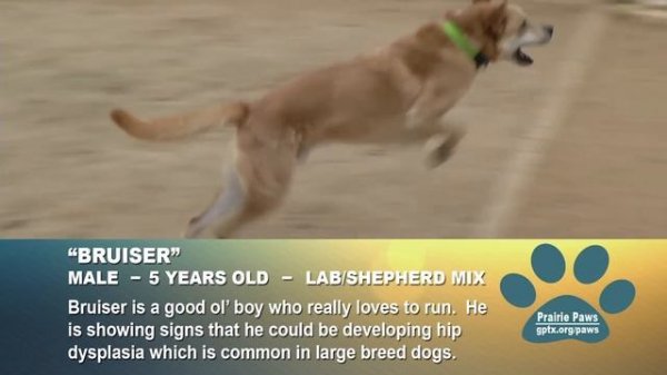 City of Grand Prairie: Prairie Paws 1214