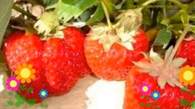 Земляника садовая Вима Ксима. Краткий обзор, описание характеристик Fragaria Ananassa Vima Ksima