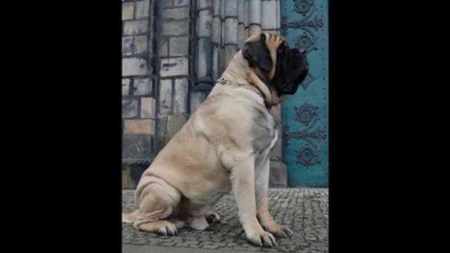 Самая сильная порода собак в мире мастиф А1 / The strongest breed of dog in the world Mastiff смотреть онлайн