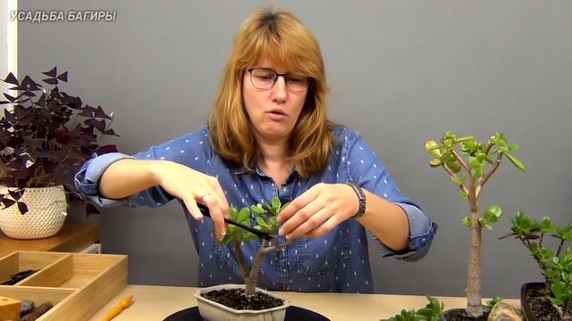 Бонсай из крассулы вариант 1 (ч.5). смотреть онлайн