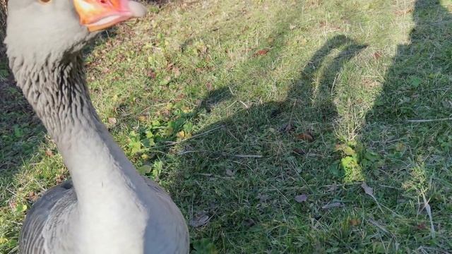 Строительная Стратегия