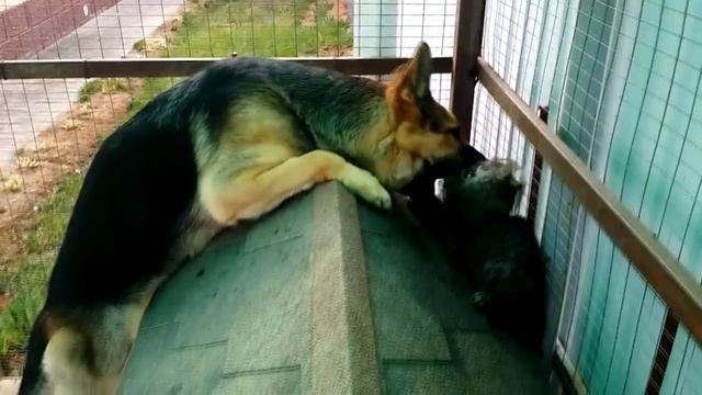 Дружба маленького котёнка и большой злой собаки смотреть онлайн