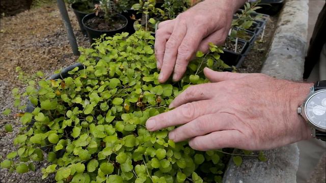 Fuchsia procumbens смотреть онлайн