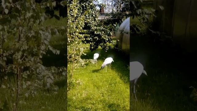 Журавли. смотреть онлайн