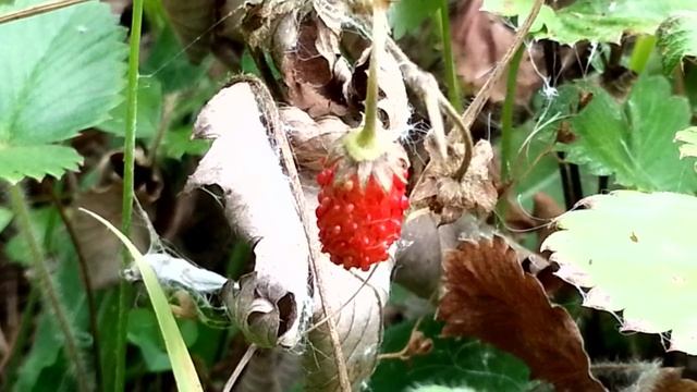 Последняя земляника в августе смотреть онлайн