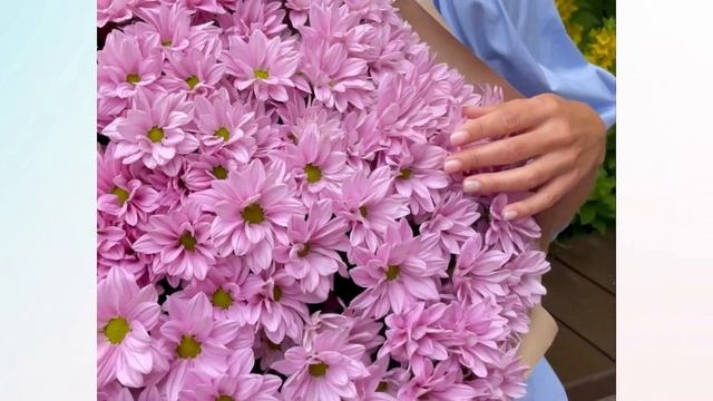 Букет из 15 розовых кустовых хризантем смотреть онлайн