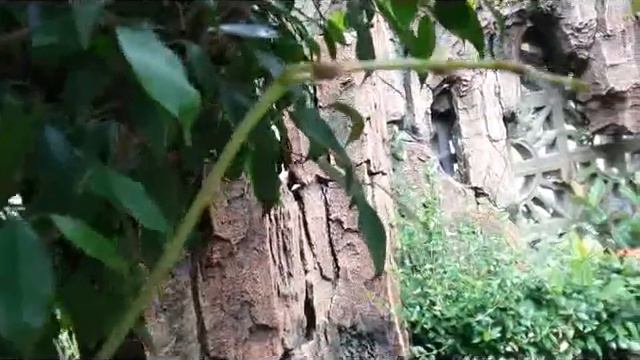 Grow orchid on the tree - Phalaenopsis on the ficus tree with spikes смотреть онлайн