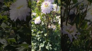 георгин "Крейзи лав"