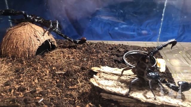 Азиатский лесной скорпион (Heterometrus Spinifer). Посадили самца к самке