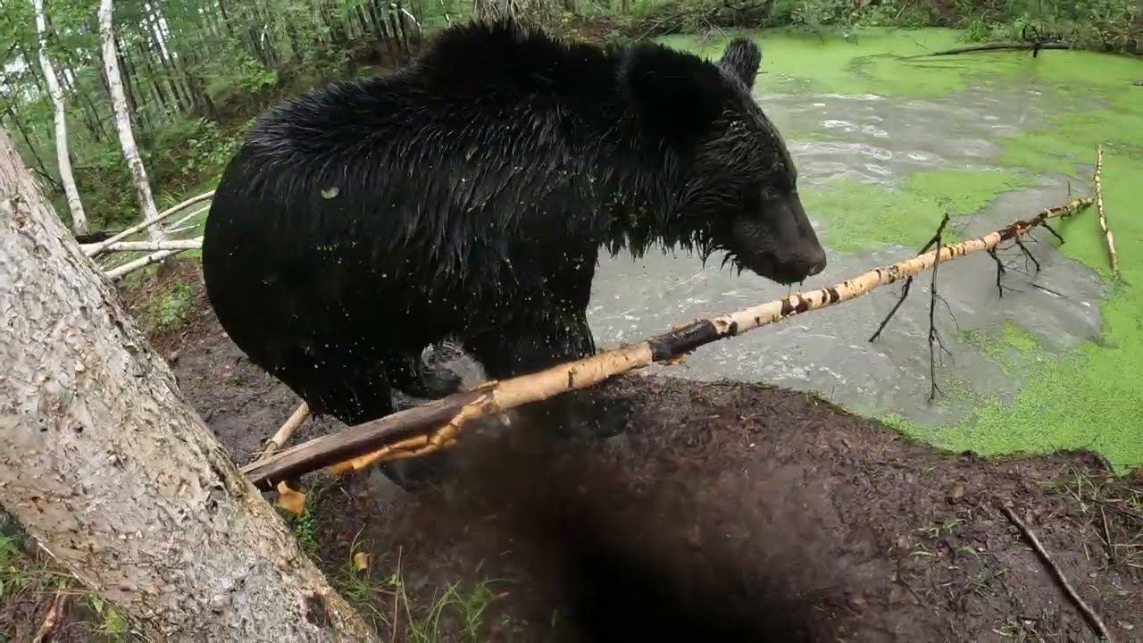 Дуся подставила Буржуя. смотреть онлайн