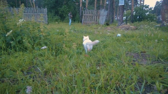Зачем котам на ушах кармашки смотреть онлайн