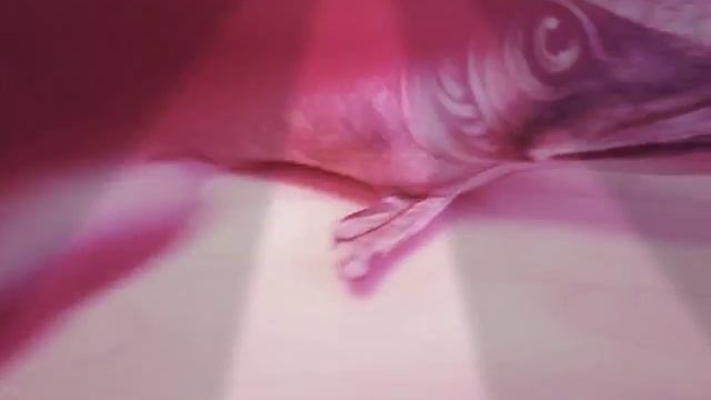 обзор на щуку смотреть онлайн