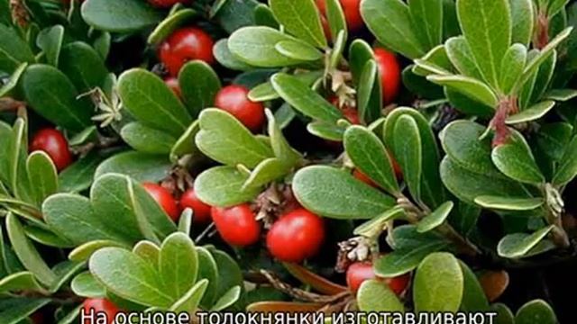 Медвежьи ушки трава: описание, свойства и сфера применения смотреть онлайн