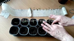 Пикировка перца из улитки.