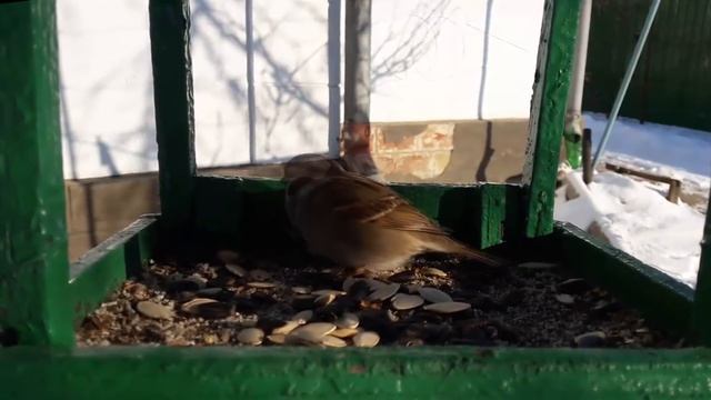 Звуки птиц. Птицы зимой. Залипательное видео смотреть онлайн