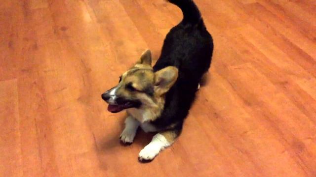 Корги. Кос. Откушу нос. #corgicos #corgi смотреть онлайн