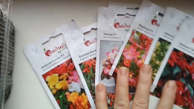 Бегония вечно-цветущая зацвела. //Begonia ever-blooming bloomed./// смотреть онлайн