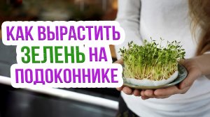 Как посадить зелень на подоконнике? Выращиваем зелень на подоконнике ПРАВИЛЬНО!