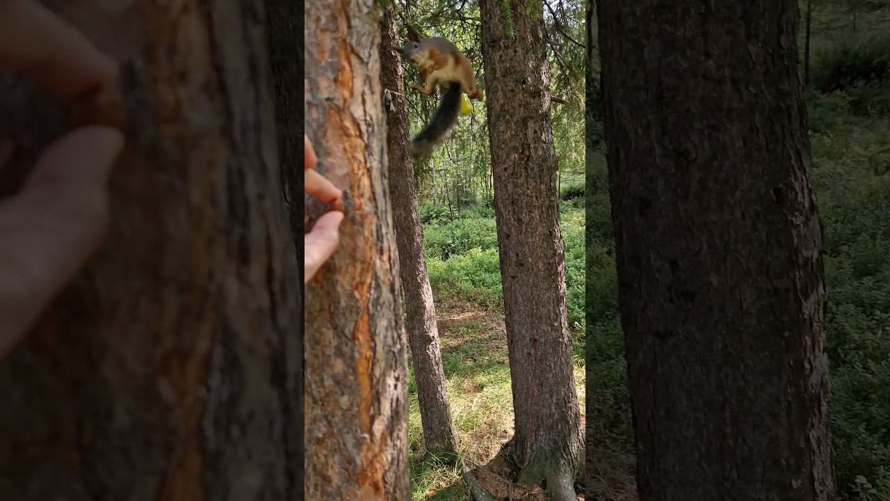 ▷Прыгающая белка◁ смотреть онлайн