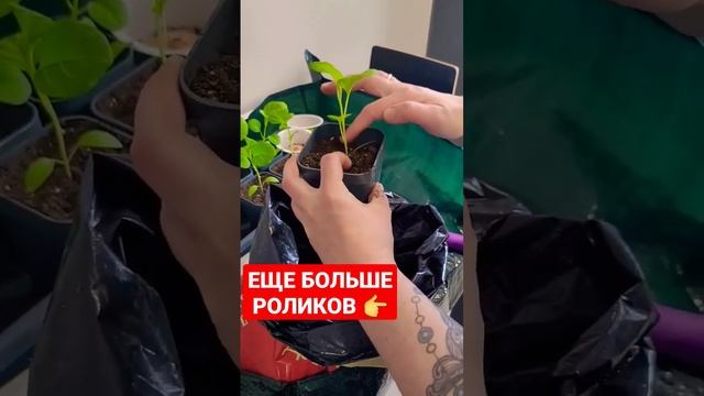 Подсыпка земли в рассаду после её пикирования. #рассада #рассадаперцев #перец #дача смотреть онлайн