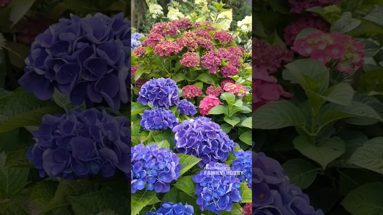 #гортензия #29июля в нашем саду смотреть онлайн