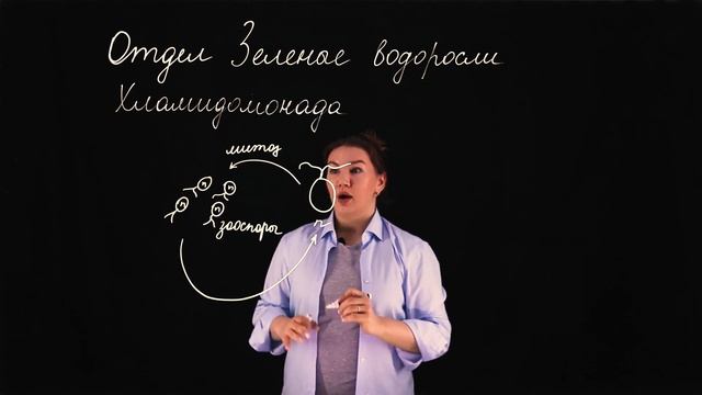 Жизненный цикл Хламидомонады смотреть онлайн