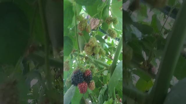 Саженцы ежевика