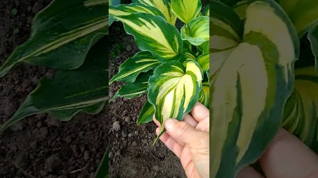 Хоста Лексайд Пейсли Принт смотреть онлайн