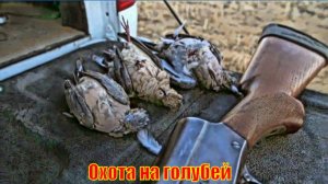 Охота на голубей со старыми дробовиками