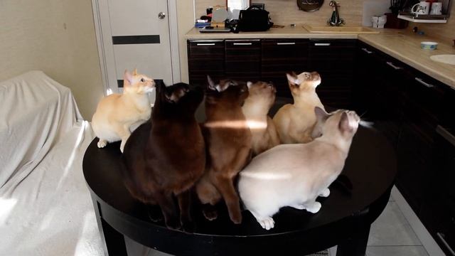 Красивые тонкинезики смотреть онлайн